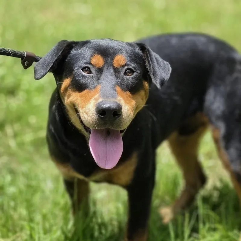A young medium-sized male Rottweiler dog named Boe for adoption in Cleveland, TX