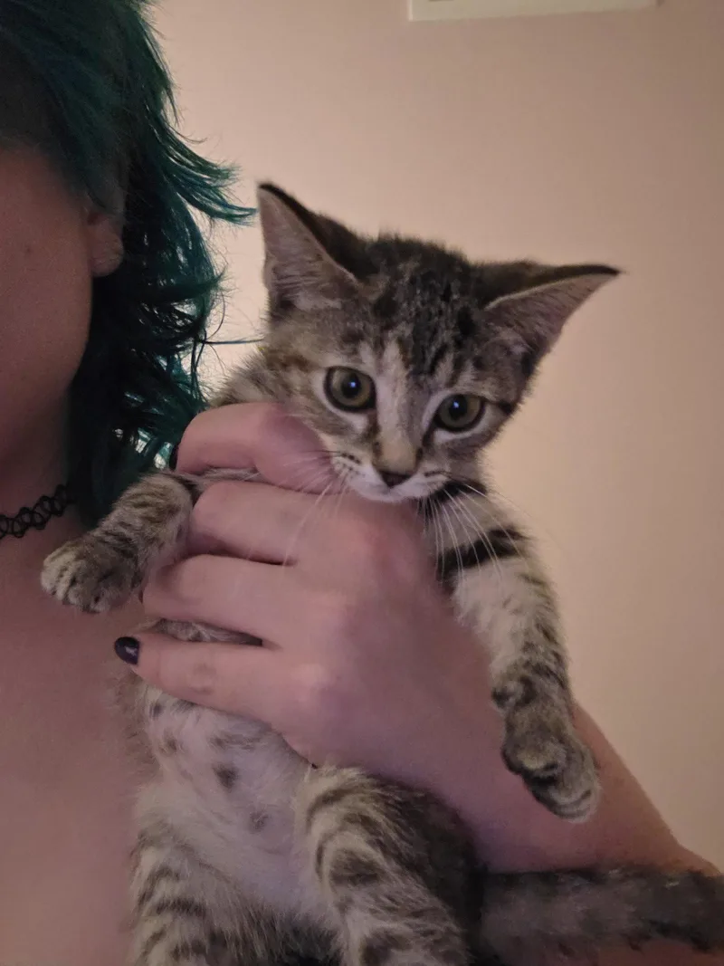 A baby medium-sized female Domestic Short Hair cat named Mortadella for adoption in Trenton, NJ