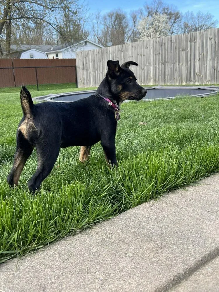 Tiana