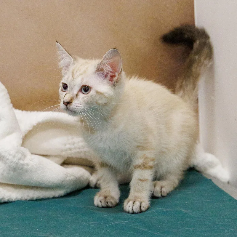 A baby medium-sized female Siamese cat named Sugar Plum for adoption in St. Cloud, FL