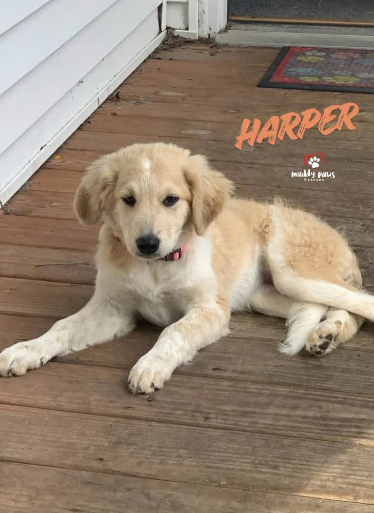 A baby large-sized female Great Pyrenees dog named Harper for adoption in Council Bluffs, IA
