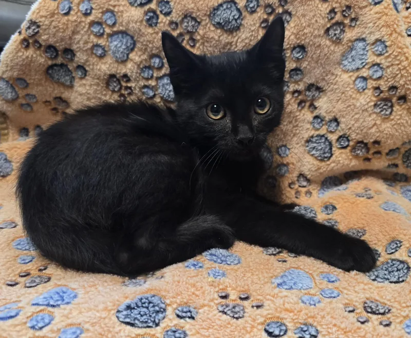 A young medium-sized male Black Domestic Short Hair cat named Montey for adoption in Friendswood, TX