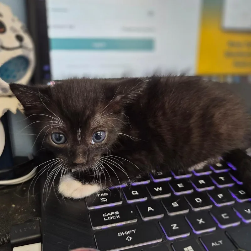 A baby small-sized female Black Domestic Short Hair cat named Maile for adoption in Wahiawa, HI