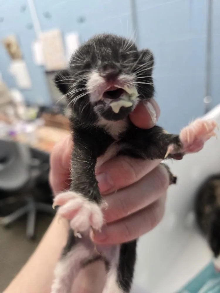 A baby small-sized female Black & White / Tuxedo Domestic Short Hair cat named Cooler for adoption in Evansville, IN