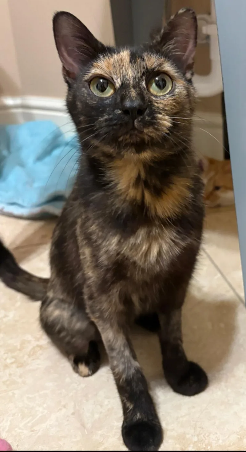 A young small-sized female Tortoiseshell cat named Minnie for adoption in CANONSBURG, PA