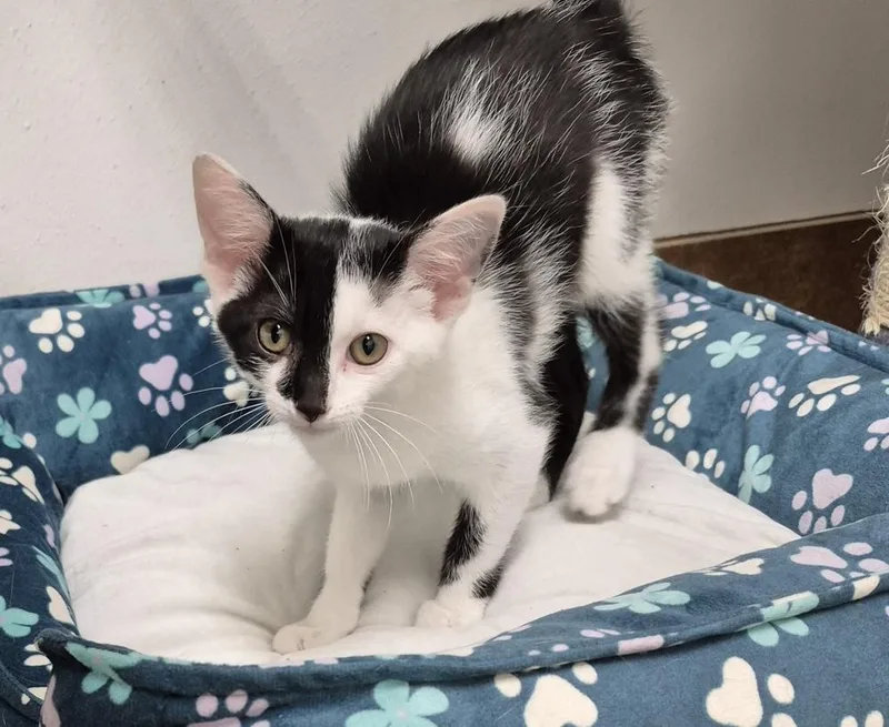 A baby small-sized female Domestic Short Hair cat named Quinn for adoption in South Bend, IN
