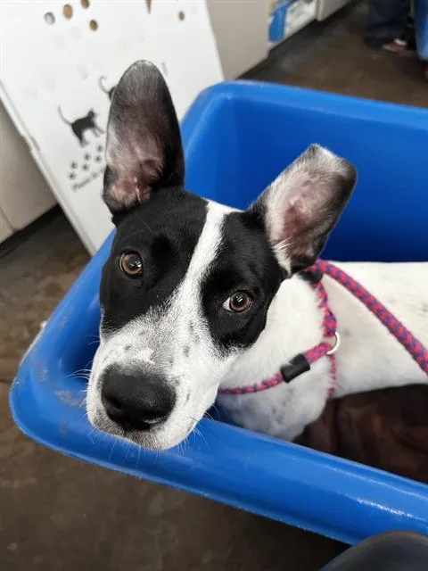 A young medium-sized female Mixed Breed dog named Vivi for adoption in Dallas, TX