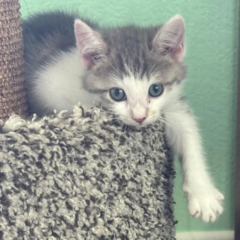 Peaches thumbnail 2