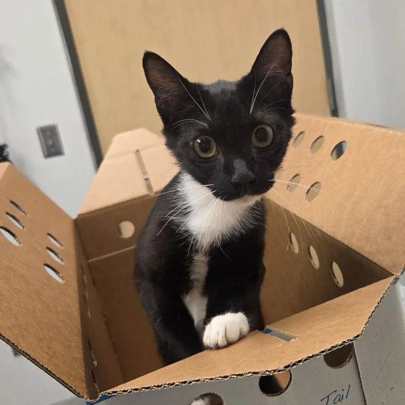 A young medium-sized female Black Domestic Short Hair cat named Roswell for adoption in Jacksonville, FL