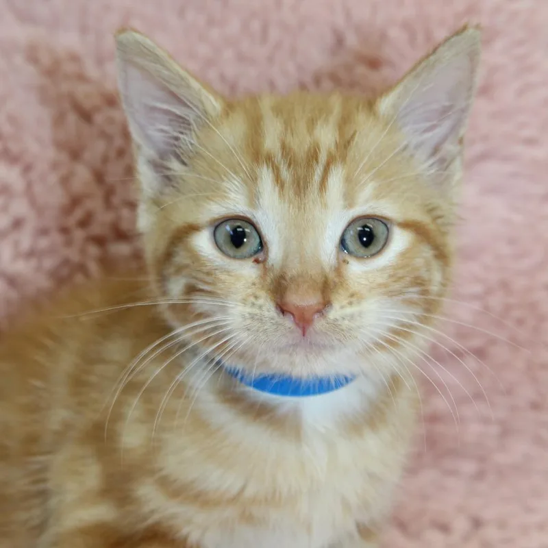 A baby small-sized male Orange / Red Domestic Short Hair cat named Shrimp for adoption in Auburn, AL