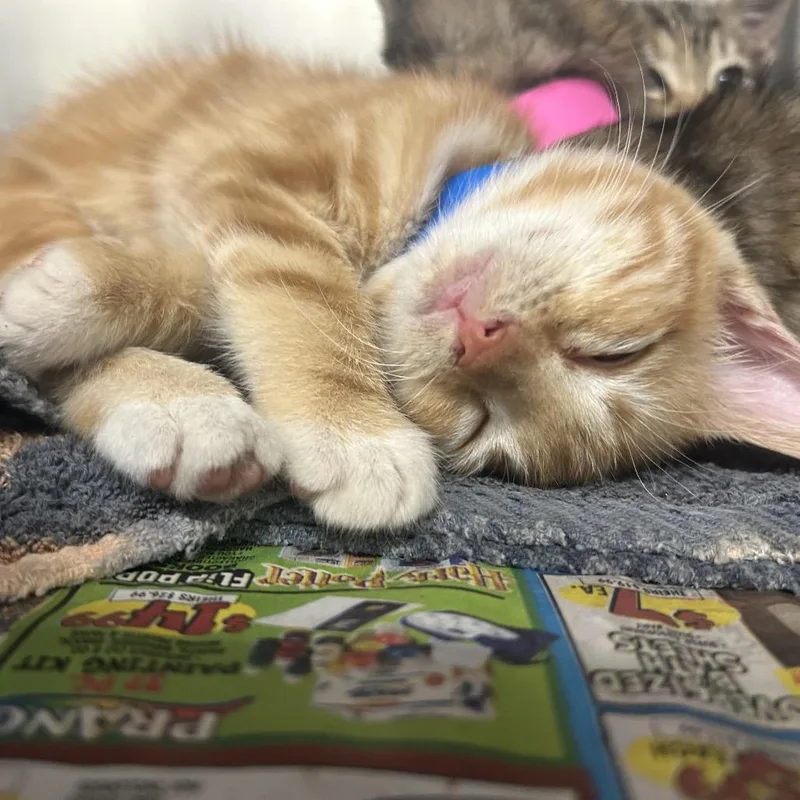 Shrimp thumbnail 3