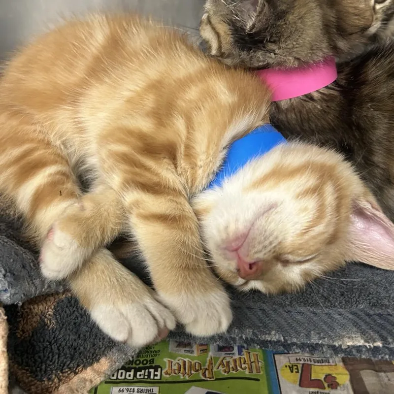 Shrimp thumbnail 6