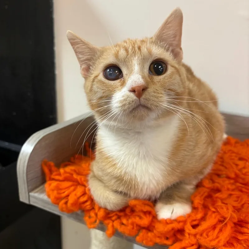 Tangerine @ Fat Cat thumbnail 2