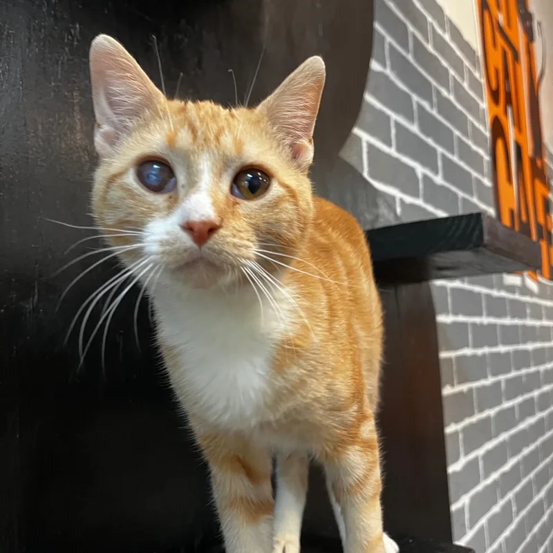 Tangerine @ Fat Cat thumbnail 3