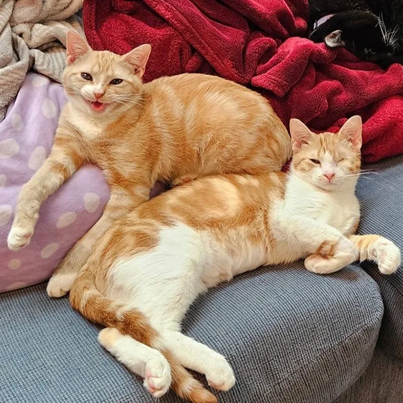 Tangerine @ Fat Cat thumbnail 4