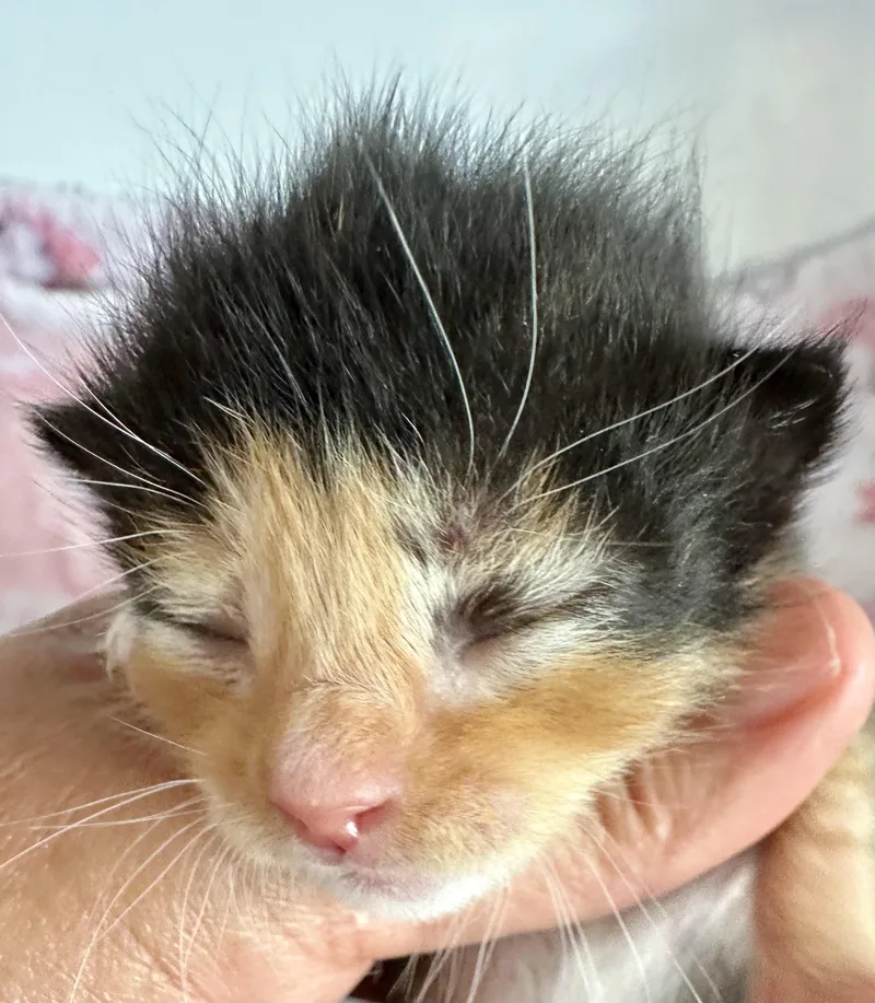 A baby medium-sized female Calico Domestic Short Hair cat named Taffy for adoption in Houston, TX