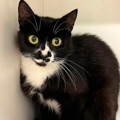A young medium-sized female Black & White / Tuxedo Domestic Short Hair cat named Lorraine for adoption in Phoenixville, PA