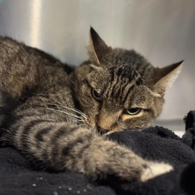 An adult medium-sized male Brown / Chocolate Domestic Short Hair cat named Loki for adoption in Tampa, FL