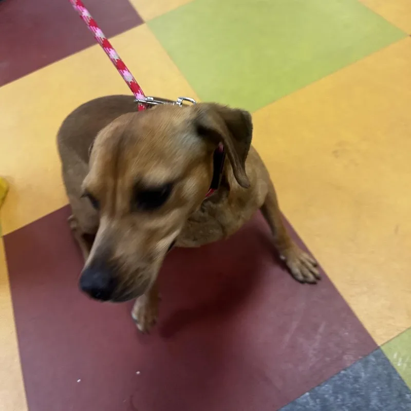 An adult small-sized male Yellow / Tan / Blond / Fawn Mixed Breed dog named Tiny Chiragra for adoption in Philadelphia, PA