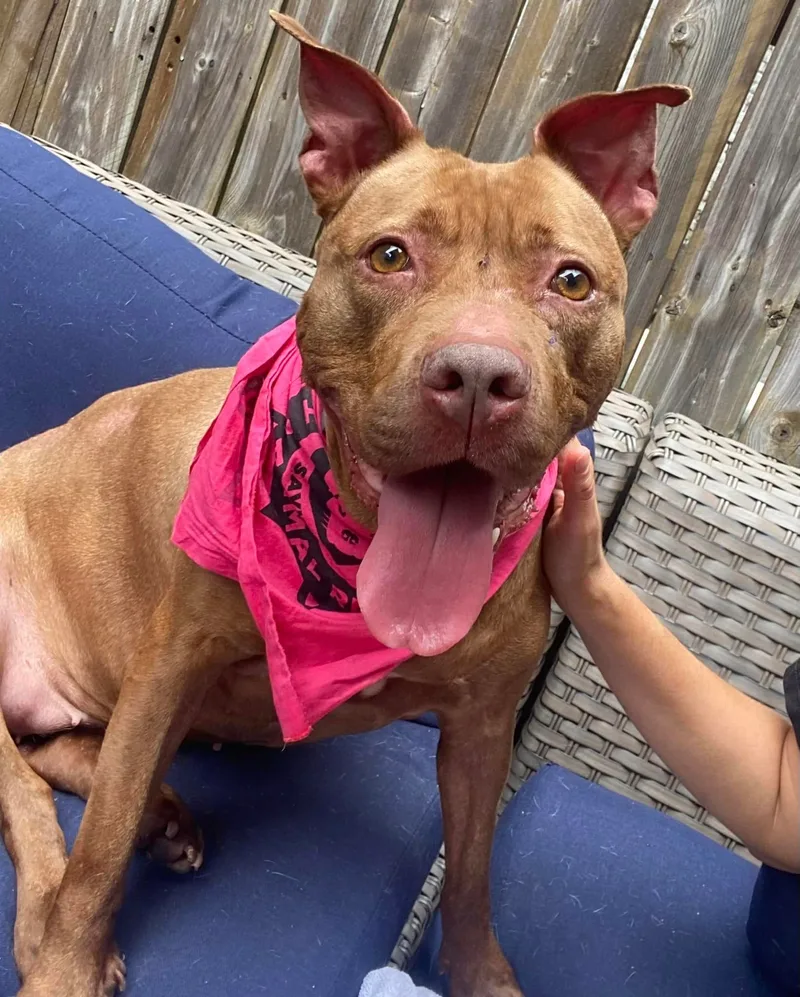 Celine Dion thumbnail 2