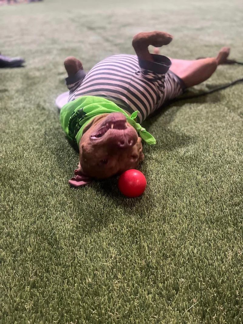 Celine Dion thumbnail 3