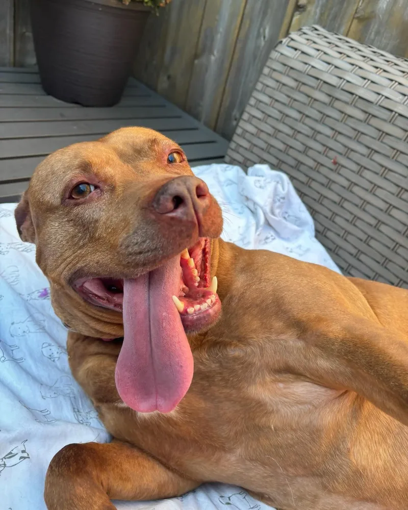 Celine Dion thumbnail 4