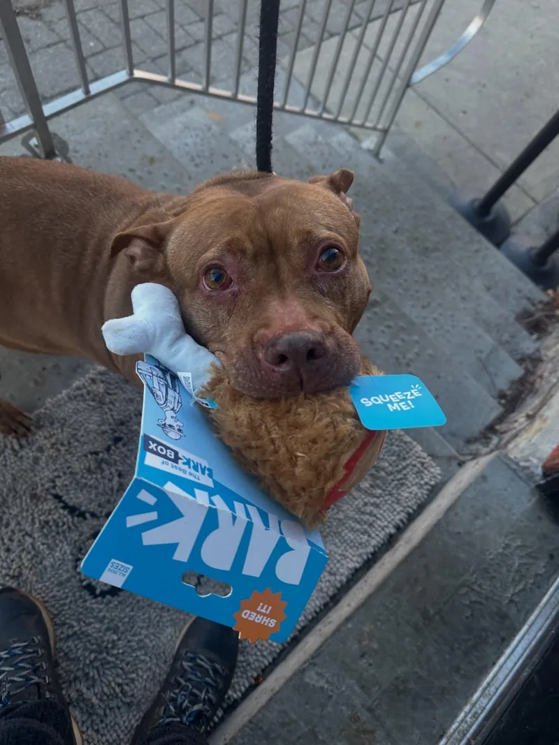 Celine Dion thumbnail 5