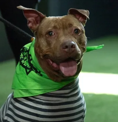 Celine Dion thumbnail 6