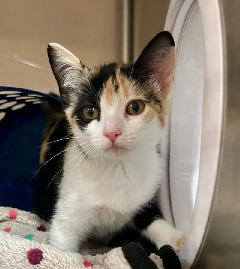 A baby small-sized female Exotic Shorthair cat named Razzly for adoption in Cottonwood, AZ