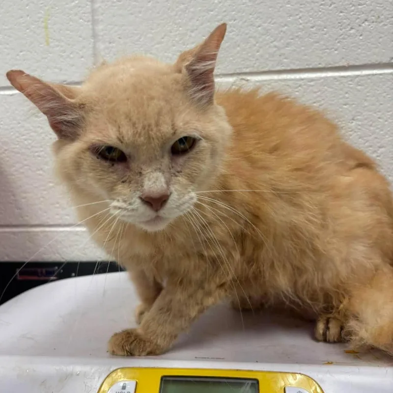 An adult large-sized male Cream / Ivory Domestic Long Hair cat named Elmer for adoption in Rocky Mount, VA