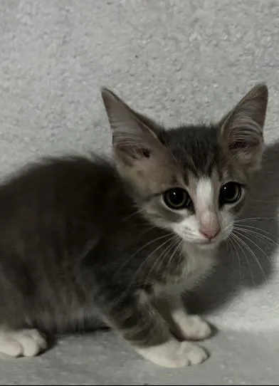A baby medium-sized male Gray & White Domestic Short Hair cat named Elvis for adoption in Liverpool, TX