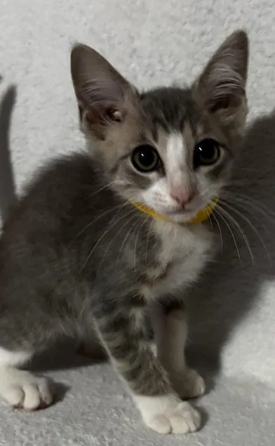 Elvis thumbnail 3