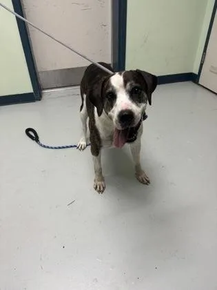 A senior extra large-sized male Mixed Breed dog named Pancho for adoption in Savannah, GA