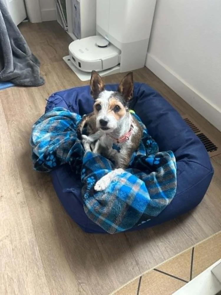 Evie
