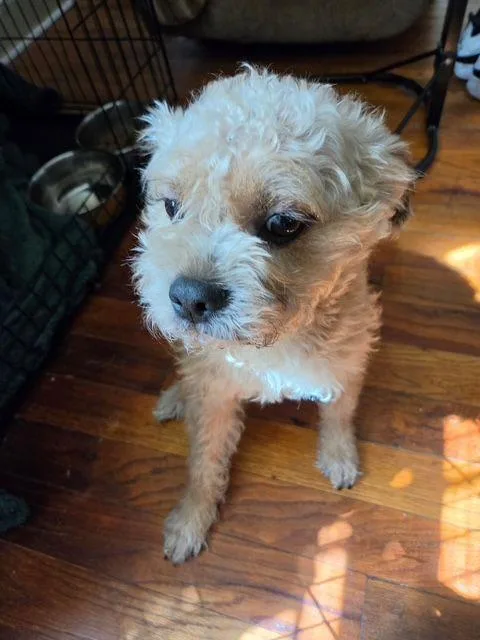 An adult medium-sized male Border Terrier dog named King for adoption in Carneys Point, NJ