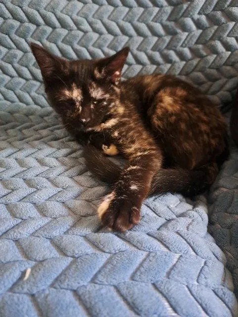 A baby medium-sized female Domestic Short Hair cat named Dusk for adoption in Glendale, AZ