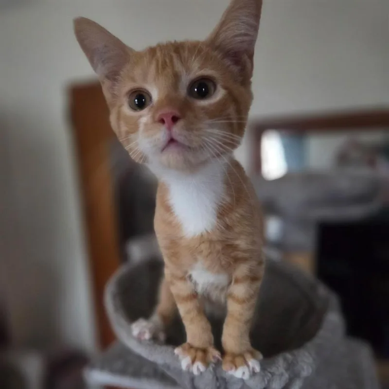 A baby small-sized male Orange / Red Domestic Short Hair cat named Toulise for adoption in Philadelphia, PA