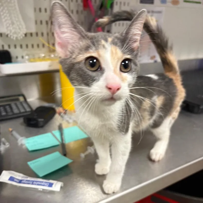 A baby small-sized female White Domestic Short Hair cat named Bo Peep for adoption in League City, TX