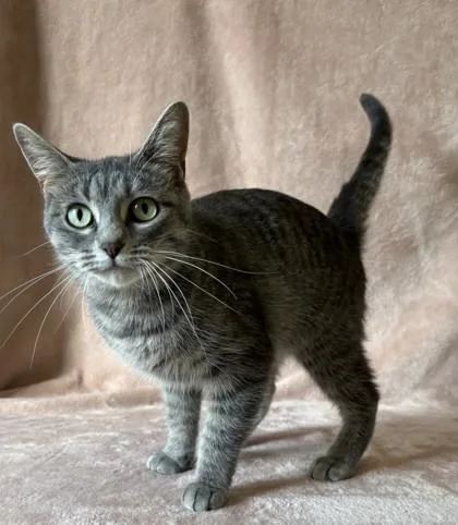 A young medium-sized female Domestic Short Hair cat named Neela for adoption in Buffalo, MN