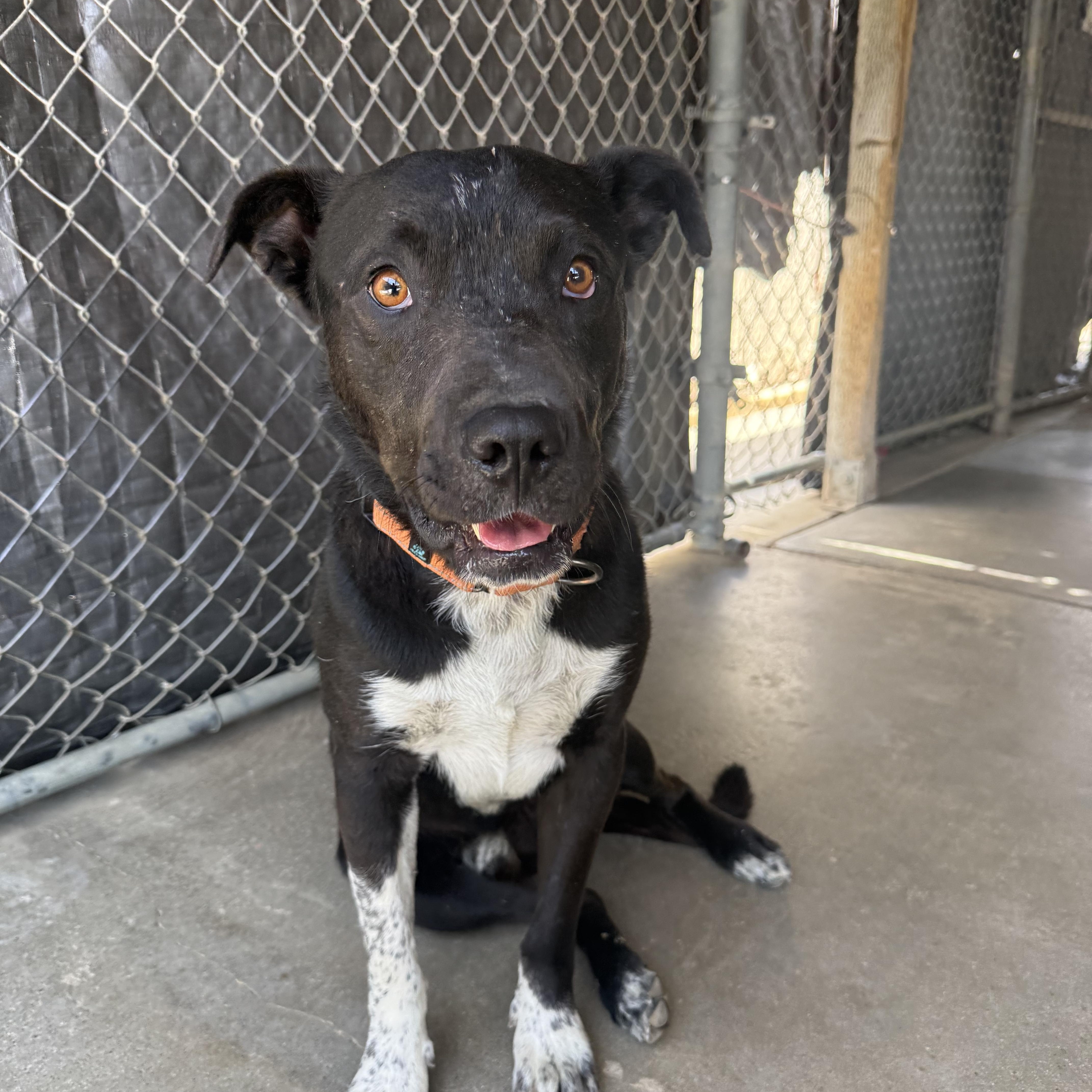 A young medium-sized male Black Pointer dog named Bobby for adoption in Joshua Tree, CA
