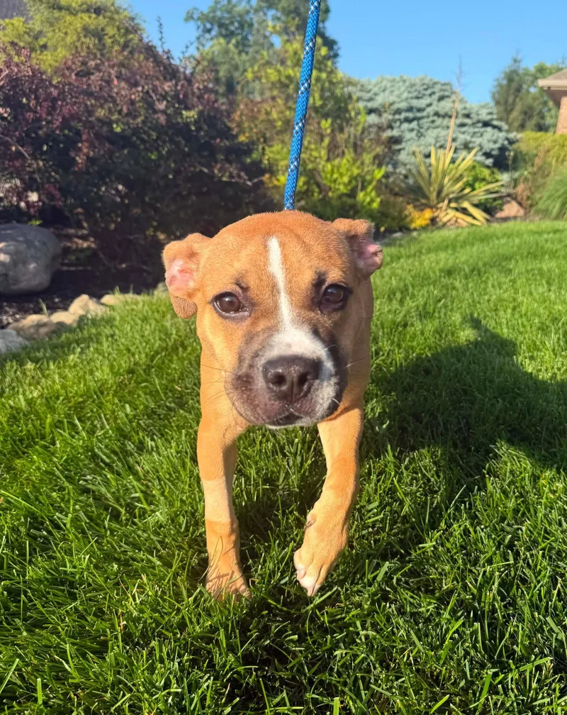 A baby medium-sized female Pit Bull Terrier dog named Moon Pie for adoption in Germantown, OH