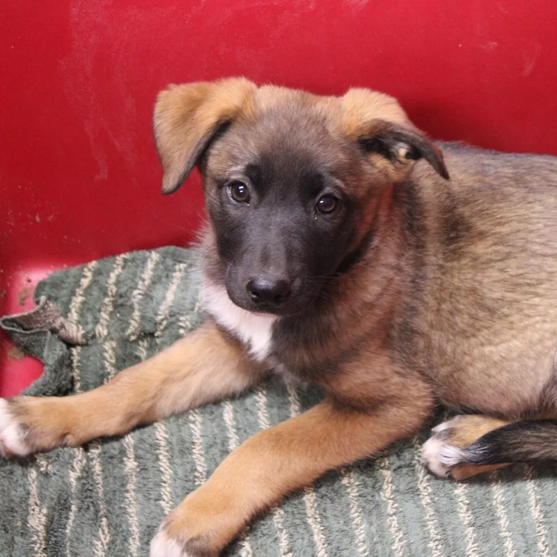 A baby small-sized female Brown / Chocolate Australian Cattle Dog / Blue Heeler dog named Banana Pudding for adoption in Hattiesburg, MS