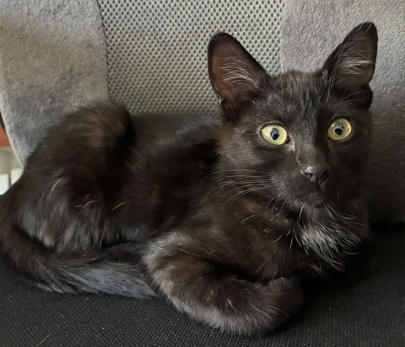 A baby medium-sized female Domestic Short Hair cat named Coco for adoption in San Luis Obispo, CA