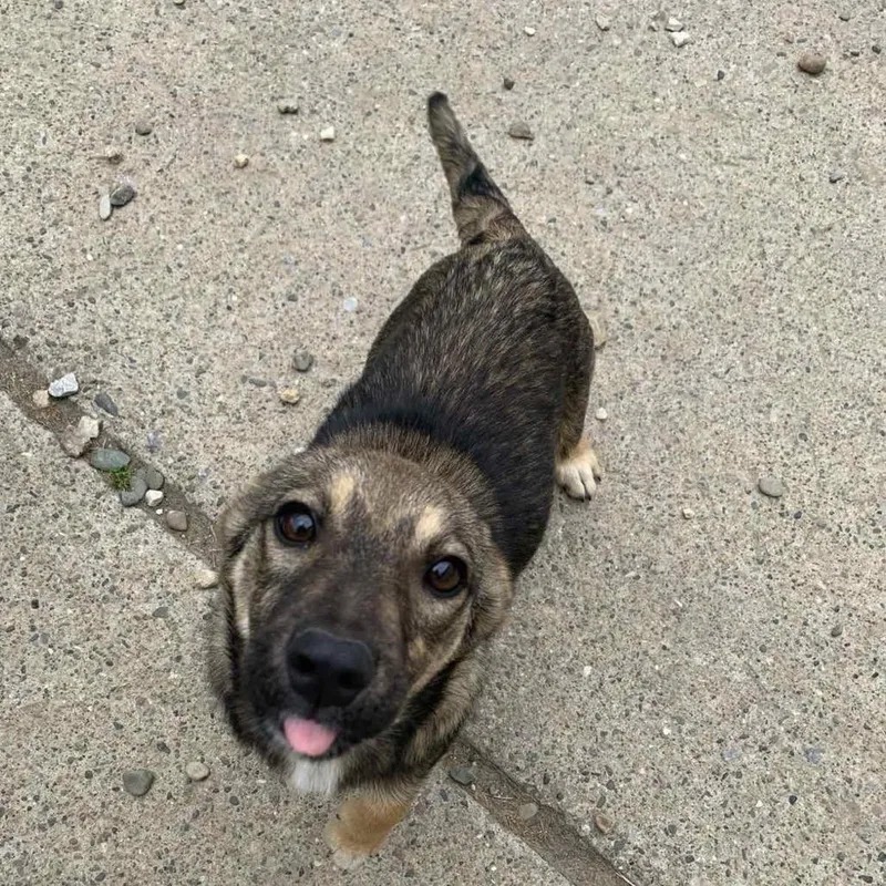 A young medium-sized female Brown / Chocolate Mixed Breed dog named Millie for adoption in Alexandria, VA