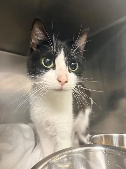 A young small-sized female Domestic Short Hair cat named B Blossom for adoption in North Charleston, SC