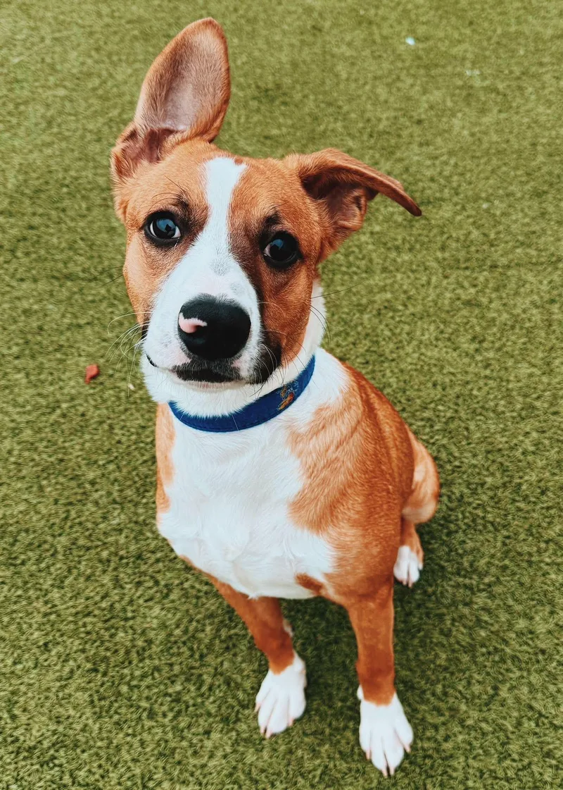 An adult medium-sized male Red / Chestnut / Orange Shepherd dog named Jeepers for adoption in Hays, KS