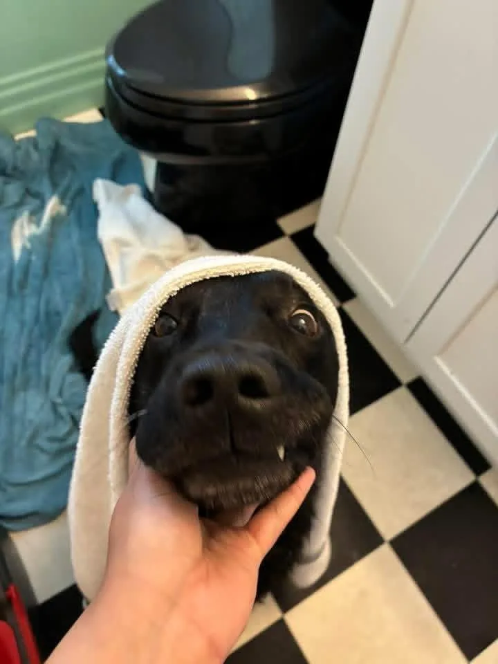 Bo