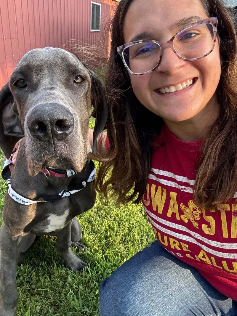 A young extra large-sized female Gray / Blue / Silver Great Dane dog named Jemma for adoption in Creston, IA