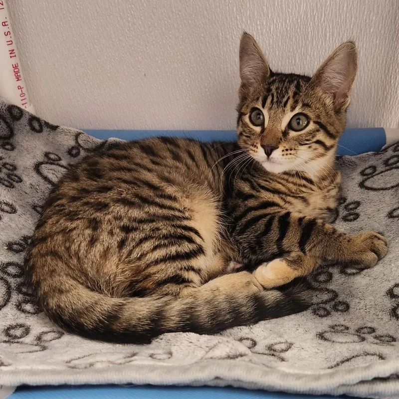 A baby small-sized female Brown / Chocolate Domestic Short Hair cat named Spark for adoption in Sunnyvale, CA