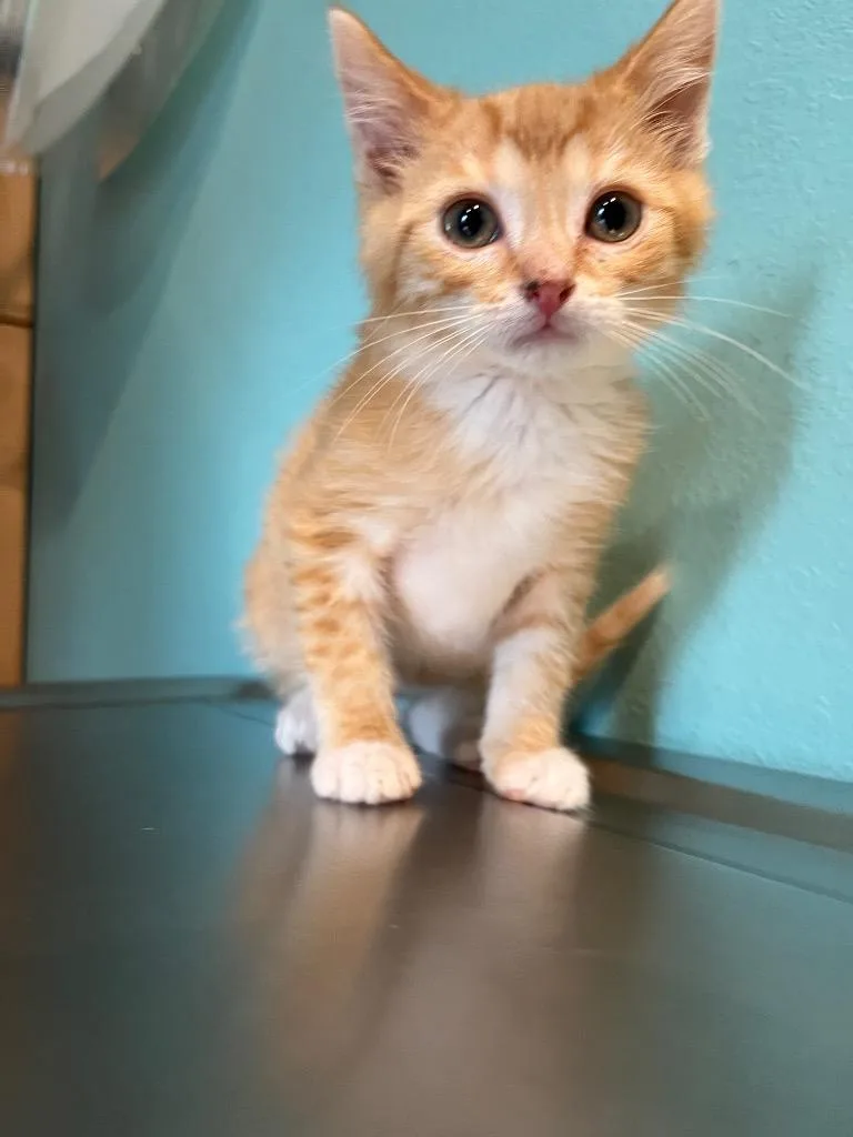 A baby medium-sized male Domestic Short Hair cat named Tigger for adoption in Ashland, WI